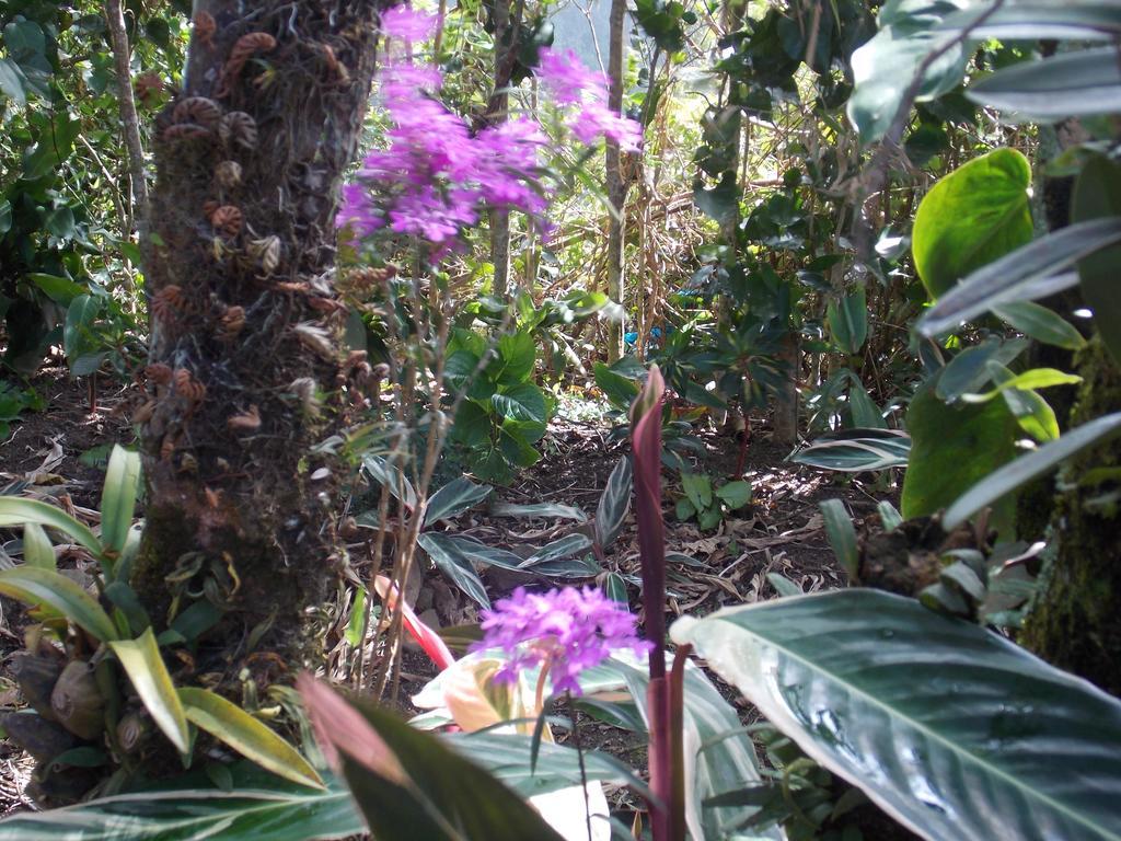 Hotel Las Orquideas Monteverde Extérieur photo